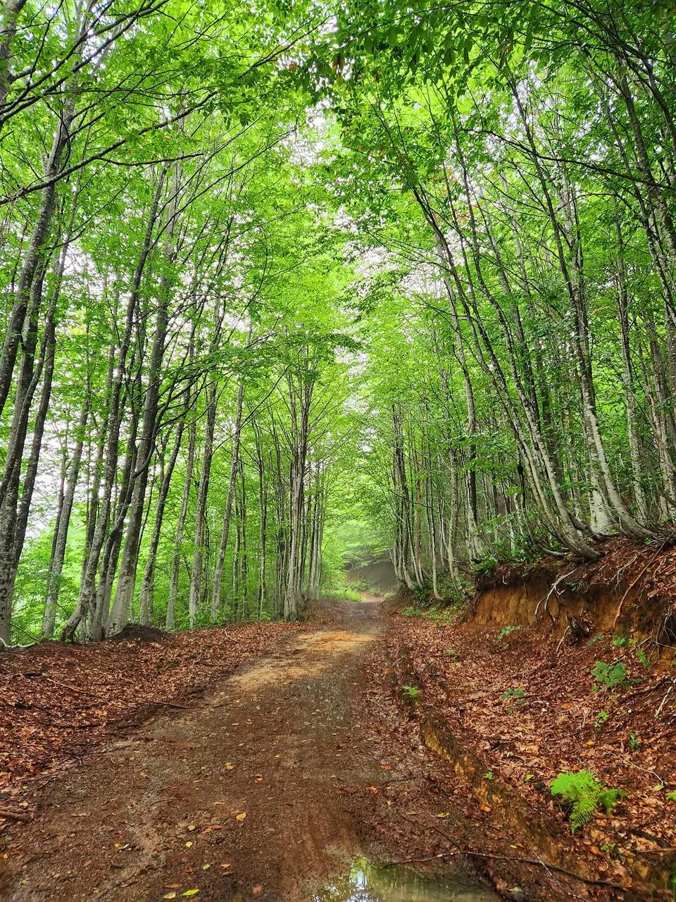 Mtirala National Park